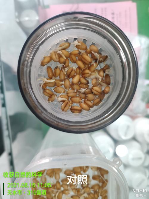 小麦出芽率试验怎么做?小麦出芽需多少时温-图2 小麦出芽率试验怎么做?小麦出芽需多少时温-图2