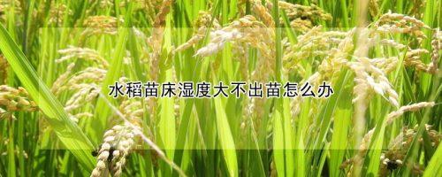 水稻生长温度条件?水稻多少度算低温-图2 水稻生长温度条件?水稻多少度算低温-图2