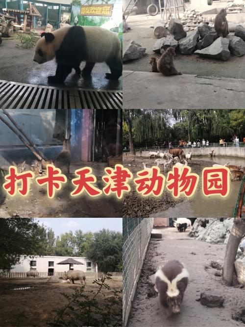 天津动物园有代步车吗?动物院里限速多少-图2 天津动物园有代步车吗?动物院里限速多少-图2