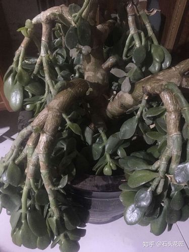 玉树能耐最低温度多少度?玉树最低温度多少度-图1 玉树能耐最低温度多少度?玉树最低温度多少度-图1