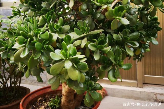 玉树能耐最低温度多少度?玉树最低温度多少度-图3 玉树能耐最低温度多少度?玉树最低温度多少度-图3