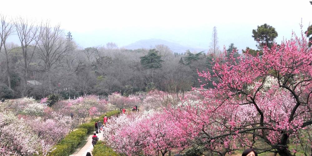 南京梅花山春节收费标准?南京梅花山票价是多少-图1 南京梅花山春节收费标准?南京梅花山票价是多少-图1