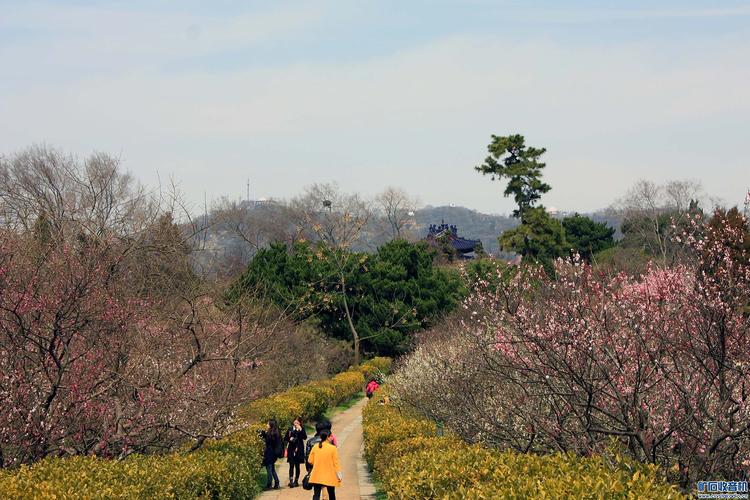 南京梅花山春节收费标准?南京梅花山票价是多少-图3 南京梅花山春节收费标准?南京梅花山票价是多少-图3