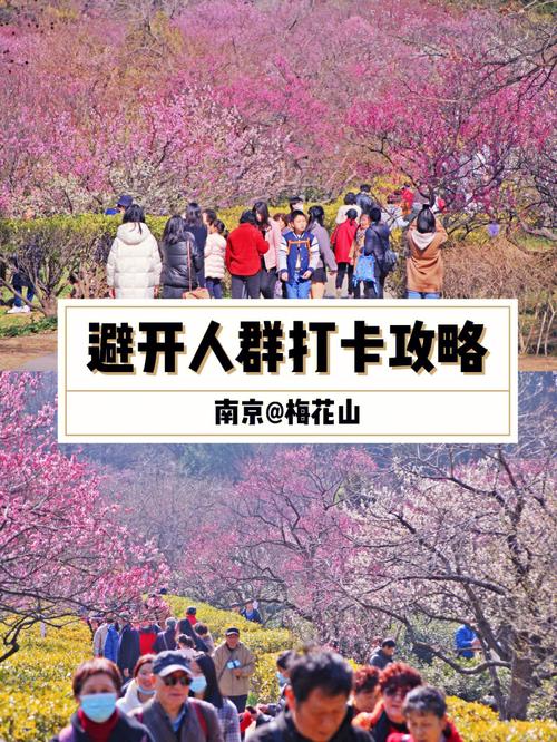 南京梅花山春节收费标准?南京梅花山票价是多少-图2 南京梅花山春节收费标准?南京梅花山票价是多少-图2