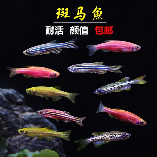 斑马鱼冬天怎么养?斑马气温多少度-图1 斑马鱼冬天怎么养?斑马气温多少度-图1