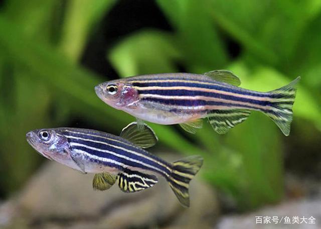 斑马鱼冬天怎么养?斑马气温多少度-图2 斑马鱼冬天怎么养?斑马气温多少度-图2