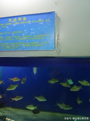 沈阳动物园有热水吗?水族馆室温度多少-图2 沈阳动物园有热水吗?水族馆室温度多少-图2