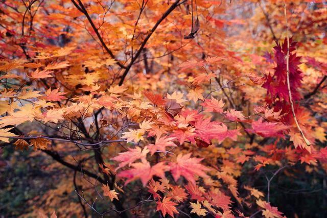 哈尔滨平山绿苑有红叶吗?哈尔滨2015霜降气温多少度-图1 哈尔滨平山绿苑有红叶吗?哈尔滨2015霜降气温多少度-图1