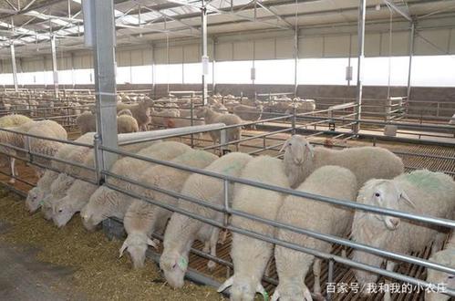 冬季怎样增加羊圈的温度?羊圈的温度一般在多少度合适-图1 冬季怎样增加羊圈的温度?羊圈的温度一般在多少度合适-图1