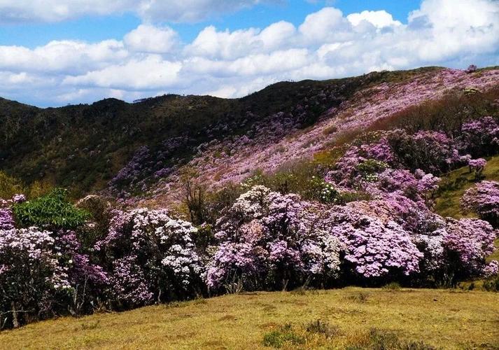 攀枝花到会理外北龙肘山有多少公里?会理县龙肘山海拔多少米-图2 攀枝花到会理外北龙肘山有多少公里?会理县龙肘山海拔多少米-图2