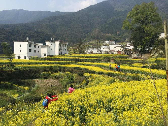 4月初去婺源穿什么衣服?安徽省婺源县气温是多少度-图3 4月初去婺源穿什么衣服?安徽省婺源县气温是多少度-图3