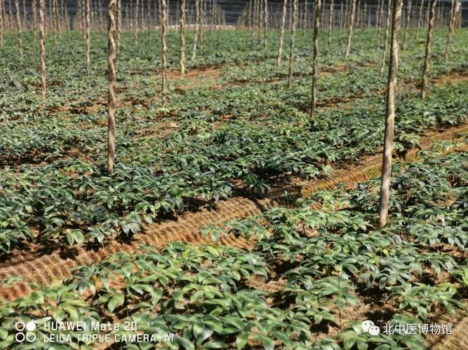 三七种植海拔要求?云南文山的土壤ph为多少-图1 三七种植海拔要求?云南文山的土壤ph为多少-图1