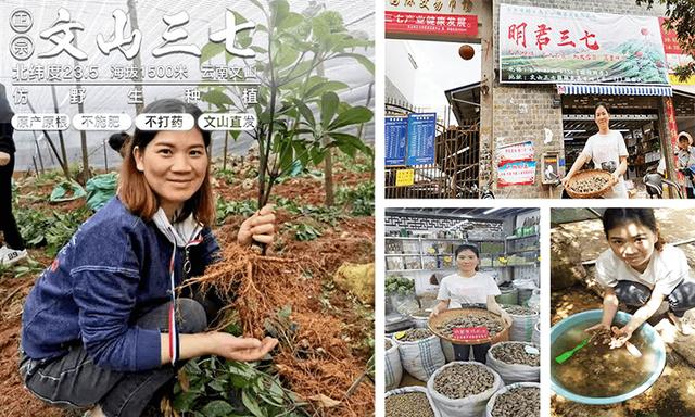 三七种植海拔要求?云南文山的土壤ph为多少-图3 三七种植海拔要求?云南文山的土壤ph为多少-图3
