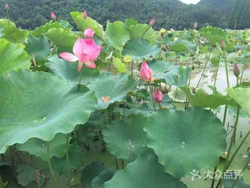 宁国市内哪里有荷花景点?宁国市夏霖风景区门票多少钱-图1 宁国市内哪里有荷花景点?宁国市夏霖风景区门票多少钱-图1