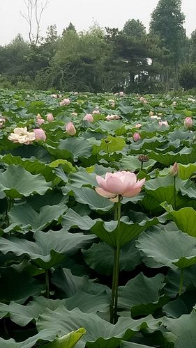 宁国市内哪里有荷花景点?宁国市夏霖风景区门票多少钱-图2 宁国市内哪里有荷花景点?宁国市夏霖风景区门票多少钱-图2