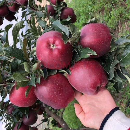 2021年花牛苹果采摘时间?磐安镇苹果多少钱一个斤-图3 2021年花牛苹果采摘时间?磐安镇苹果多少钱一个斤-图3