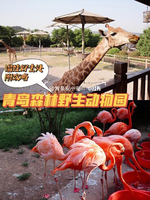 青岛黄岛森林野生公园门票?胶南野生动物园门票多少-图3 青岛黄岛森林野生公园门票?胶南野生动物园门票多少-图3