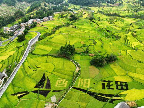 酉阳有多少个村?酉阳到花田多少钱-图2 酉阳有多少个村?酉阳到花田多少钱-图2