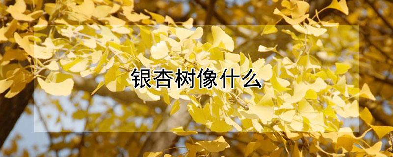 银杏在南方不变黄的原因?银杏温度多少才会黄-图3 银杏在南方不变黄的原因?银杏温度多少才会黄-图3