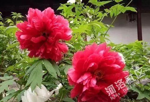 牡丹花养殖方法温度?牡丹生长温度是多少-图2 牡丹花养殖方法温度?牡丹生长温度是多少-图2