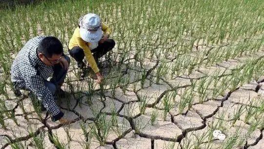 什么情况的才能算旱灾?降水多少以下是干旱-图1 什么情况的才能算旱灾?降水多少以下是干旱-图1