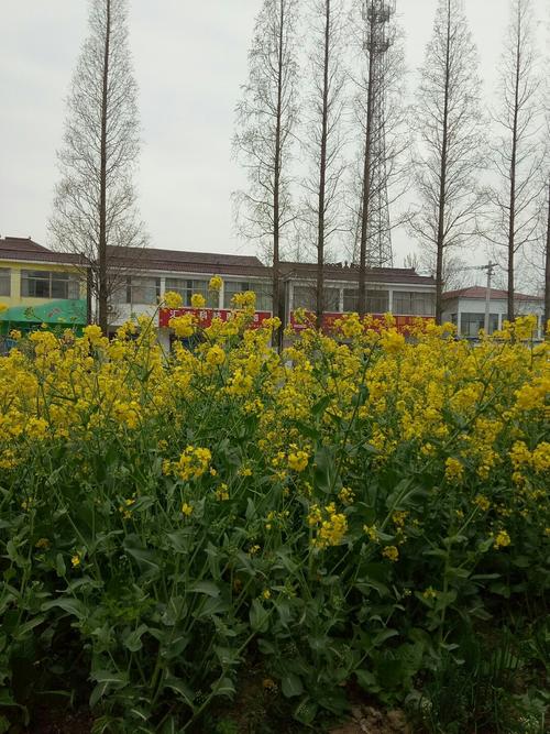 江苏省连云港市灌南县田楼乡合兴村邮编是什么?灌南新安镇到田楼多少公里-图3 江苏省连云港市灌南县田楼乡合兴村邮编是什么?灌南新安镇到田楼多少公里-图3