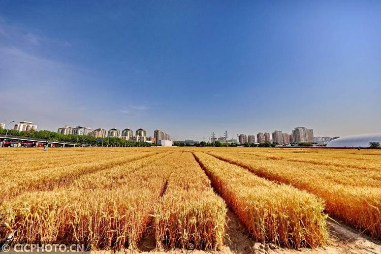 2020年小麦是第几个丰收季?中国连续多少年丰收-图3 2020年小麦是第几个丰收季?中国连续多少年丰收-图3