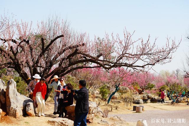 山东有梅花吗?安丘现在的气温是多少-图2 山东有梅花吗?安丘现在的气温是多少-图2