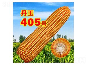 丹玉405适合山东种植吗?辽宁省丹东市多少集温-图1 丹玉405适合山东种植吗?辽宁省丹东市多少集温-图1