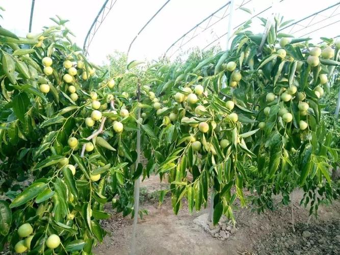 沾化冬枣树为什么5月都不发芽?沾化区最低气温多少-图2 沾化冬枣树为什么5月都不发芽?沾化区最低气温多少-图2