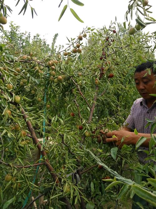 沾化冬枣树为什么5月都不发芽?沾化区最低气温多少-图3 沾化冬枣树为什么5月都不发芽?沾化区最低气温多少-图3