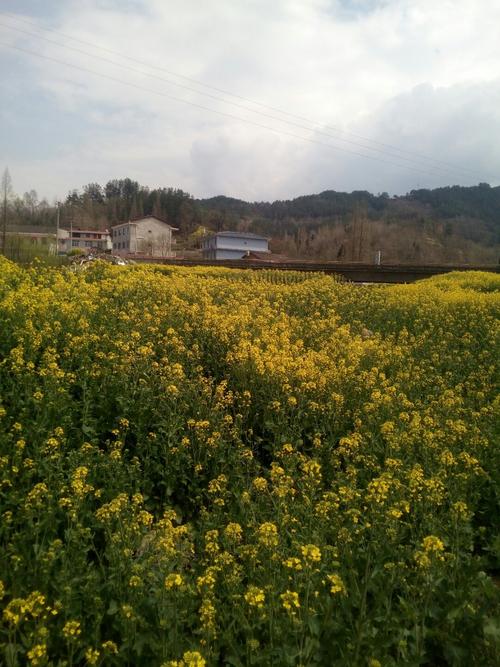 宁强县3大镇?湖北口景阳乡每个村多少人口-图2 宁强县3大镇?湖北口景阳乡每个村多少人口-图2