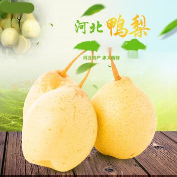 河北鸭梨之乡?邯郸鸭梨现在多少钱一斤-图1 河北鸭梨之乡?邯郸鸭梨现在多少钱一斤-图1