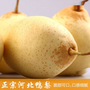 河北鸭梨之乡?邯郸鸭梨现在多少钱一斤-图3 河北鸭梨之乡?邯郸鸭梨现在多少钱一斤-图3