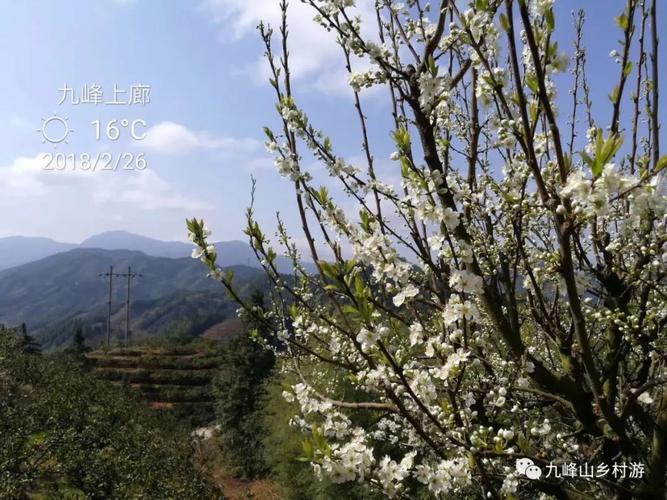 乐昌九峰特产?乐昌九峰今天气温多少度-图3 乐昌九峰特产?乐昌九峰今天气温多少度-图3