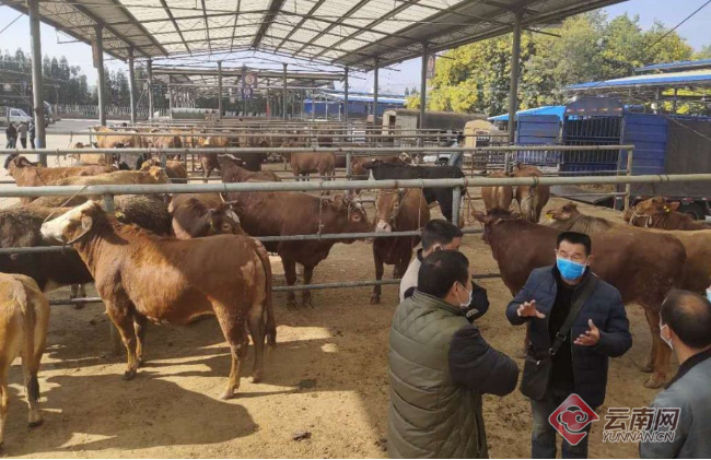 云南昆明最大的羊肉批发市场？寻甸羊街到昆明的班车票价多少-图3