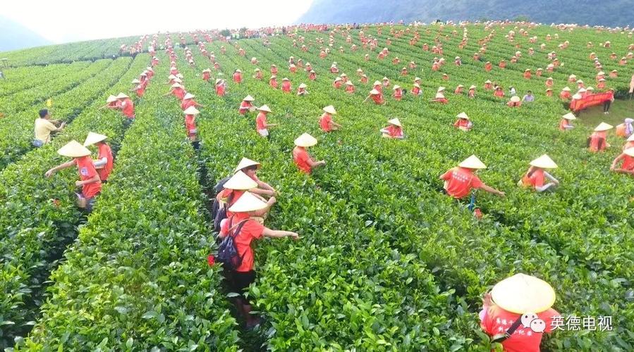 英德红茶为何享誉世界?英德气温多少-图1 英德红茶为何享誉世界?英德气温多少-图1