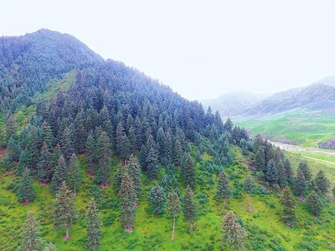 武威祁连山能上去吗?天祝碳山岭海拔多少米-图2 武威祁连山能上去吗?天祝碳山岭海拔多少米-图2