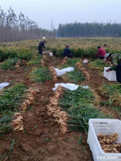冬天生姜能耐最低温度?日照零下多少度会冻死-图1 冬天生姜能耐最低温度?日照零下多少度会冻死-图1