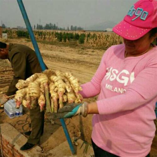 冬天生姜能耐最低温度?日照零下多少度会冻死-图3 冬天生姜能耐最低温度?日照零下多少度会冻死-图3