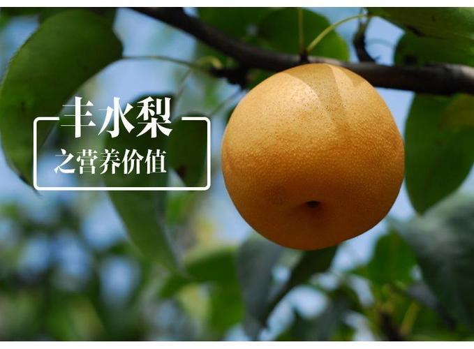 四川巴中风水梨产地?四川巴中离日本有多少公里-图2 四川巴中风水梨产地?四川巴中离日本有多少公里-图2