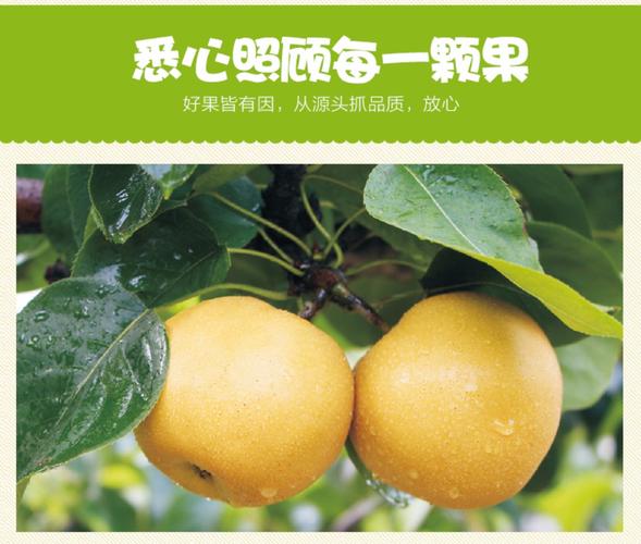 四川巴中风水梨产地?四川巴中离日本有多少公里-图1 四川巴中风水梨产地?四川巴中离日本有多少公里-图1