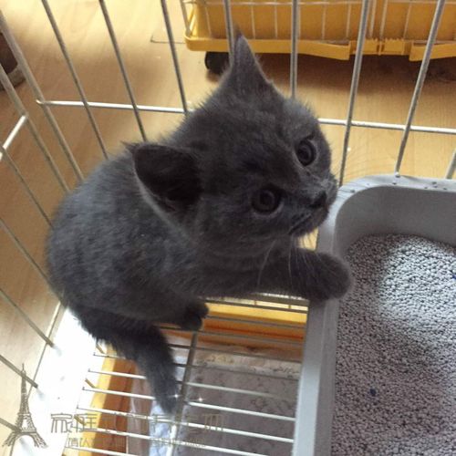 三个月的英短蓝猫发烧不吃东西?连平温度多少-图1 三个月的英短蓝猫发烧不吃东西?连平温度多少-图1