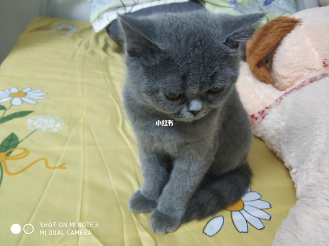 三个月的英短蓝猫发烧不吃东西?连平温度多少-图2 三个月的英短蓝猫发烧不吃东西?连平温度多少-图2