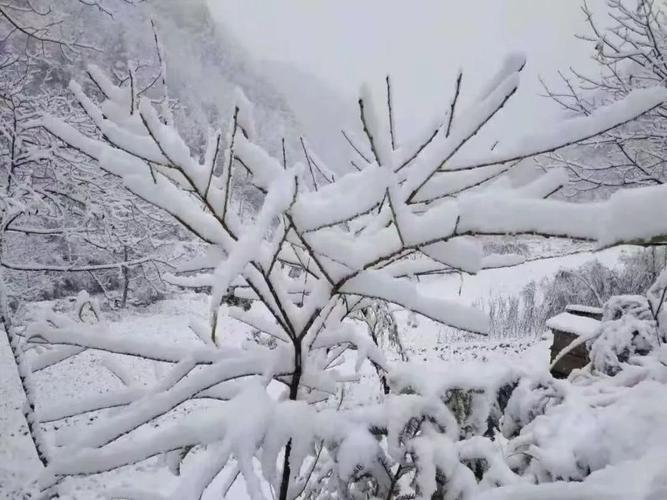 半月雪什么意思?今年新洲要下多少场雪-图1 半月雪什么意思?今年新洲要下多少场雪-图1