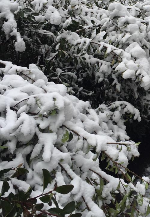半月雪什么意思?今年新洲要下多少场雪-图2 半月雪什么意思?今年新洲要下多少场雪-图2