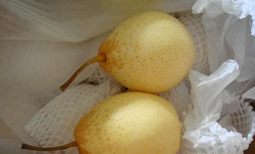 梨怕冻吗最低可以多少度?鸭梨保存温度多少度-图2 梨怕冻吗最低可以多少度?鸭梨保存温度多少度-图2