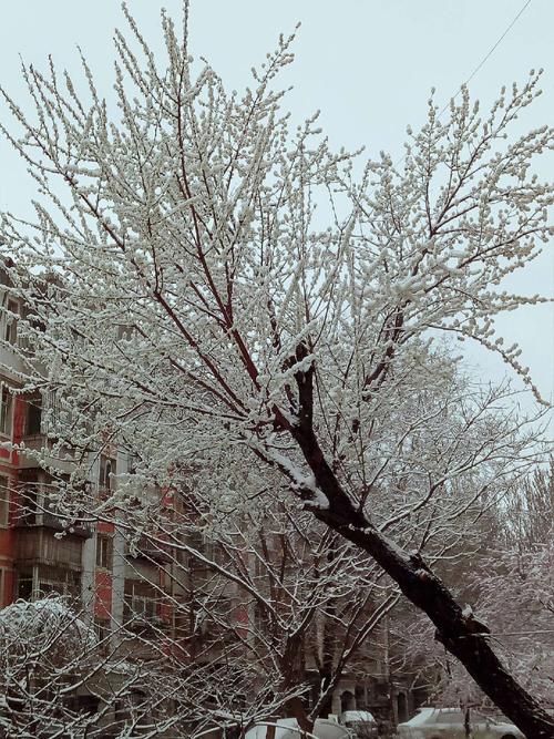 三月哪里有雪?天津三月份大概多少度-图3 三月哪里有雪?天津三月份大概多少度-图3