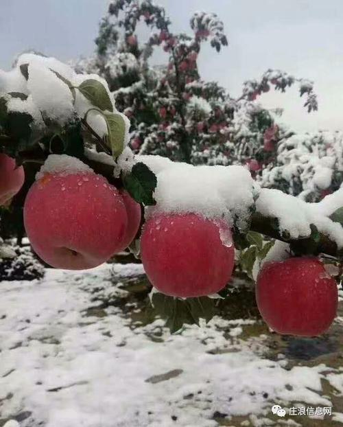 甘肃苹果产地今晚有霜冻吗?庄浪七月份最高温度是多少-图1 甘肃苹果产地今晚有霜冻吗?庄浪七月份最高温度是多少-图1
