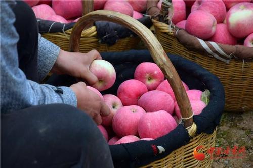 甘肃苹果产地今晚有霜冻吗?庄浪七月份最高温度是多少-图3 甘肃苹果产地今晚有霜冻吗?庄浪七月份最高温度是多少-图3